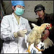 20080311-bird-flu env news.jpg